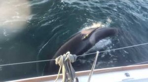 A Pod Of Orcas Is Now Launching Coordinated Attacks On Boats