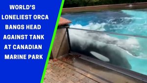 The Last Orca In Distress Left All Alone Since 2011