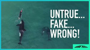 5 Most Common Things Folks Get Wrong About the Orcas & Swimmer Video.