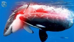 Orca – How These Super Predators Rule The Seas