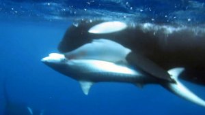 Orcas vs. Sharks – How Orcas Take Down Sharks