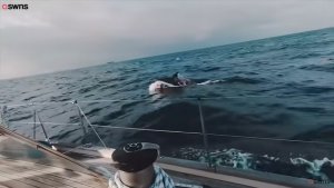 The Revenge of The Orcas and Its not a Movie