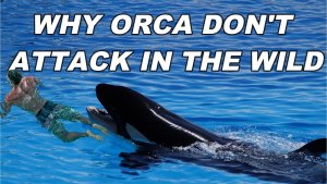 Orcas Don’t Attack Humans In The Wild – Why?