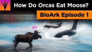 How Do Orcas Eat Moose?