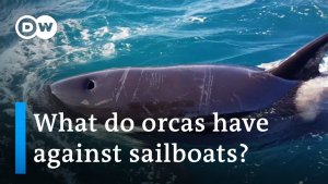 Update: Orcas Attacks On Boats Continue To Increase