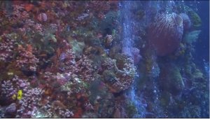 Dive Palau by Liveaboard – [videos]