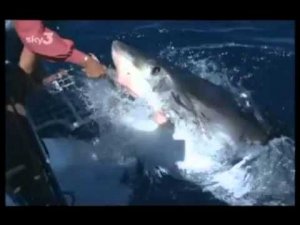 Peaceful Sharks, The Human – Shark Connection? 