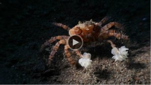 Pom-Pom Crabs Use Anemones For Bling [Video]