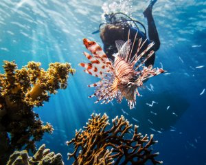 Diver Has A Bad Day Hunting Lionfish 