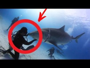 Rescued Shark Attacks Diver 