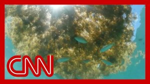 Huge Blob of Seaweed Headed For The US