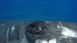 Diver Saved From A Huge Tiger Shark By A Whale