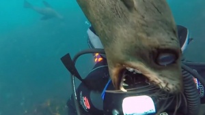 Scary Marine Wildlife Encounters [Video]