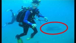 Scary Situations That Have Caught Divers Off Guard [Video]