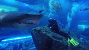 Scary Shark Encounter At Mall Aquarium
