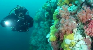 Scuba Diving In Canada