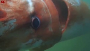 Scuba Diver Guides Giant Squid To Sea [Video]