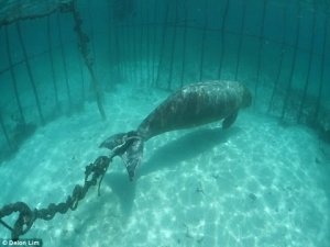 Scuba Diving and Underwater Crime 