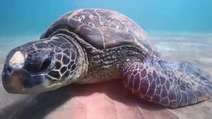 Scuba Diving Maui [Video]