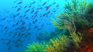 Scuba Diving the Costa Brava 
