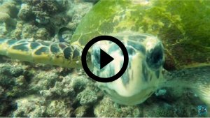 Scuba Diving The Red Sea – Jeddah Saudi Arabia- Video