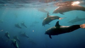 Diving The Galapagos Can Be Very Challenging