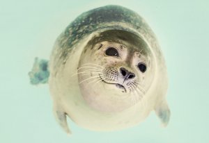 3X Divers Were Fed By  A Whale, A Seal and A Great White Shark