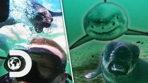 Seals Save Divers From Approaching Shark
