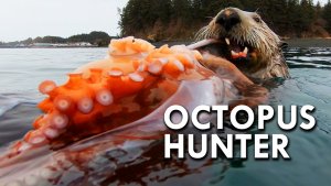 Sea Otters – Amazing and Awesome Facts to Know