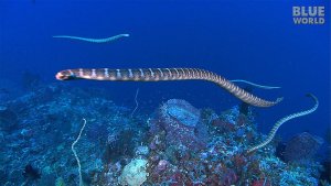 Sexually Frustrated Sea Snakes Are Attracted To Divers