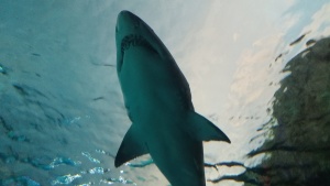Shark Attack Reports of 2015