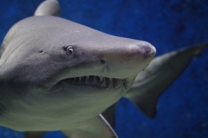 Divers Touching Sharks A Dilemma [Video]