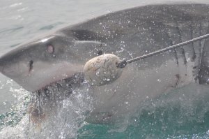 Sharks, Like Bullies Don’t Always Win, They Flee When Challenged