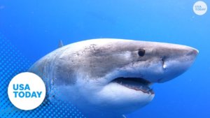 Shark Attack Reports of 2019