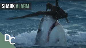 Changing Shark Behavior? Australia’s Deadliest Year.