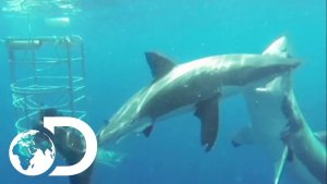 Shark Cam Captures Shark Communication