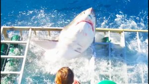 Shark Enters the Cage With Divers (video)