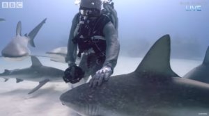 Shark Diving With an Armored Suit  