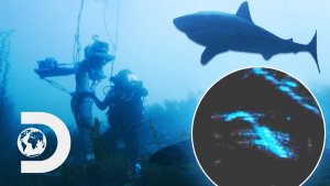 New Shark Detection System Saves Diver During Installation
