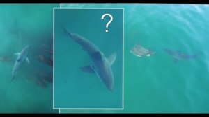 Great White Shark’s Strange Behavior