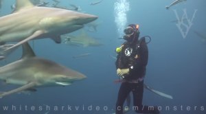 Face To Face Shark Encounters Do’s and Don’ts To Know