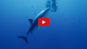 Overcome Your Fear of Great White Sharks – Video