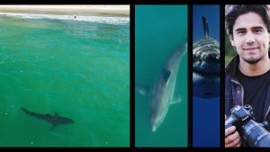 Shark Attacks – A Level Headed Review of Contributing Factors