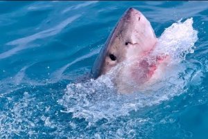 Shark Attacks Are Rare, But Brutal When They Happen