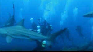 Tiger Shark Attacks Scuba Diver Who Broke Protocol [Video]