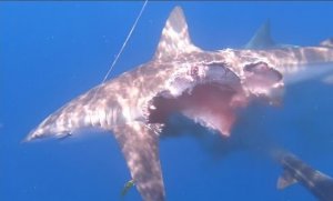 What Do Sharks Eat? Other Sharks Even Before Birth
