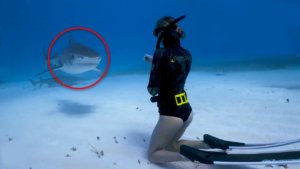 A Few Unexpected and Scary Shark Encounters