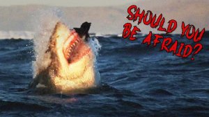 The Fear OF Sharks Is Real, But Should It Be?