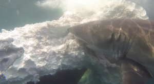 Great White Shark Escorts Diver To A Feeding Frenzy With Protection