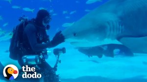Sharks Love Affection